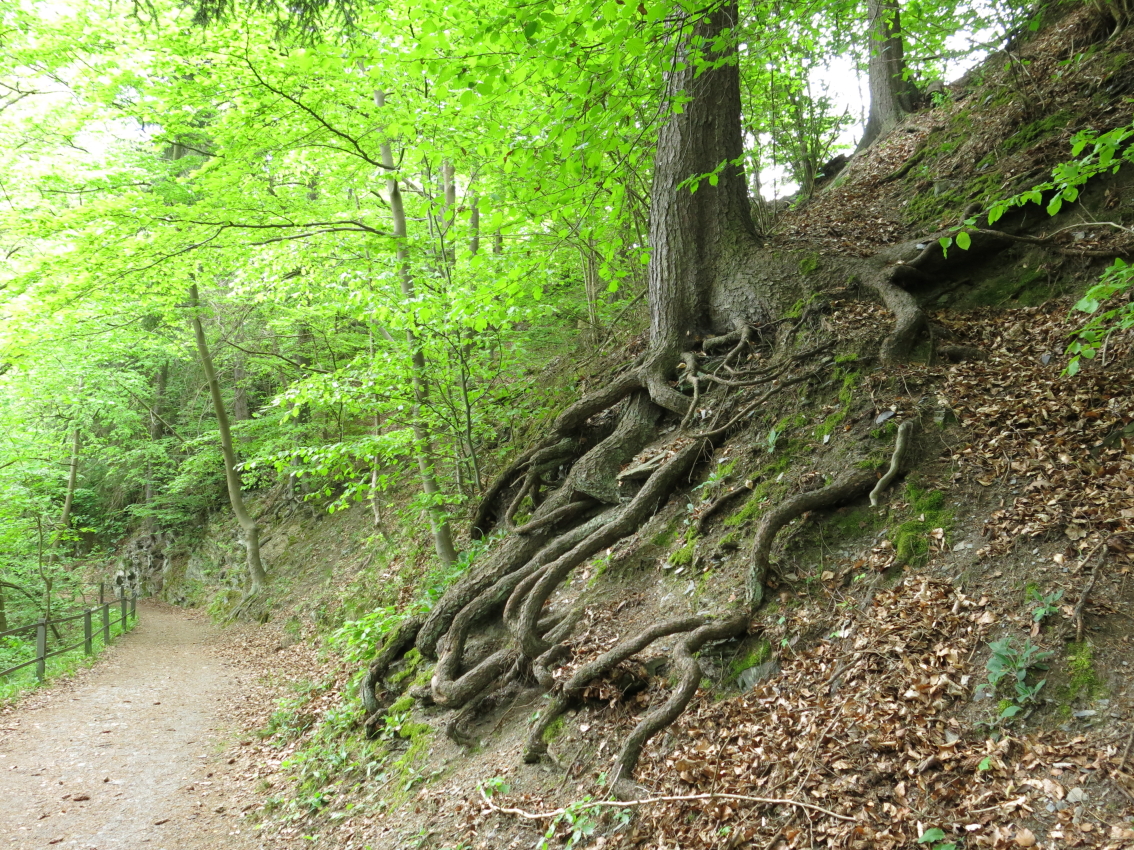 An der Seite eines Wanderweges steht ein Baum mit Wurzelgewirr. Man kann das nicht übersehen.