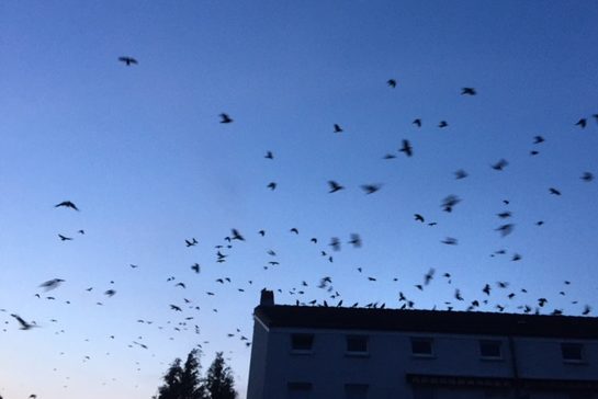 Ein Schwarm Krähen fliegt über die Dächer