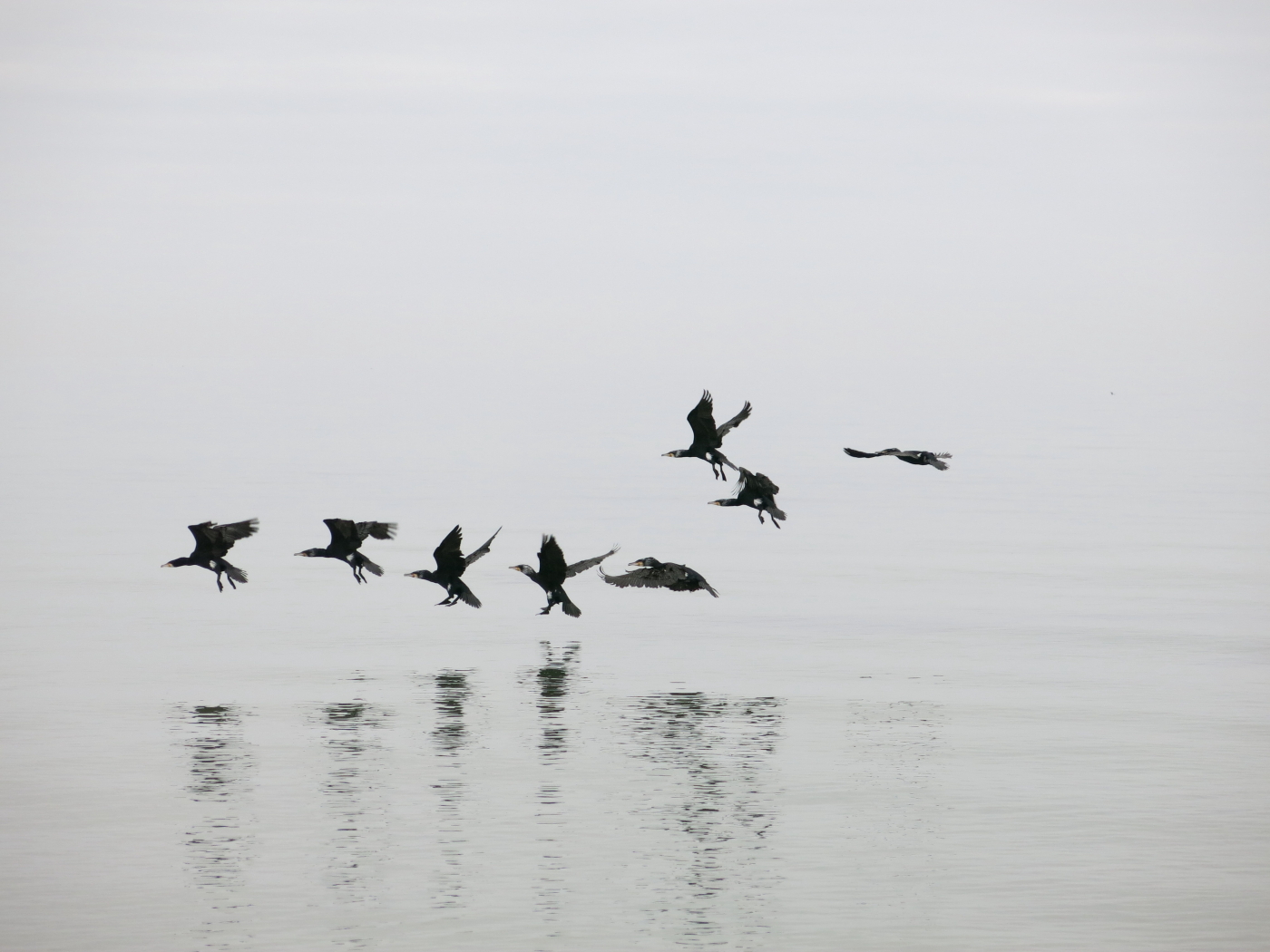 Gänse fliegen über die Ostsee