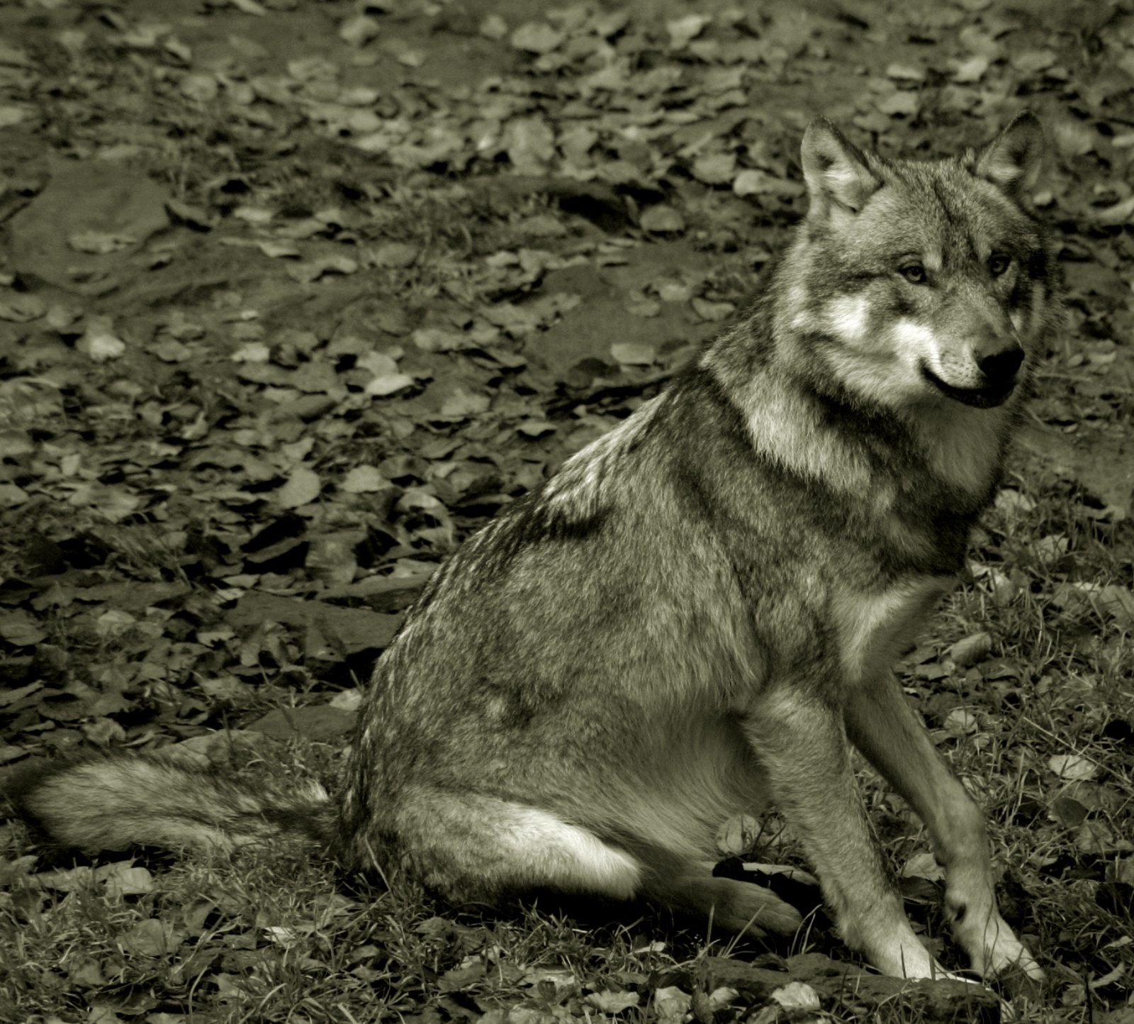 Ein Wolf sitzt im Wald