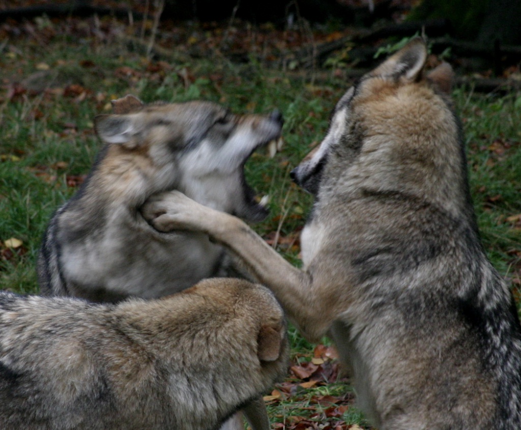 Wölfe im Kampf