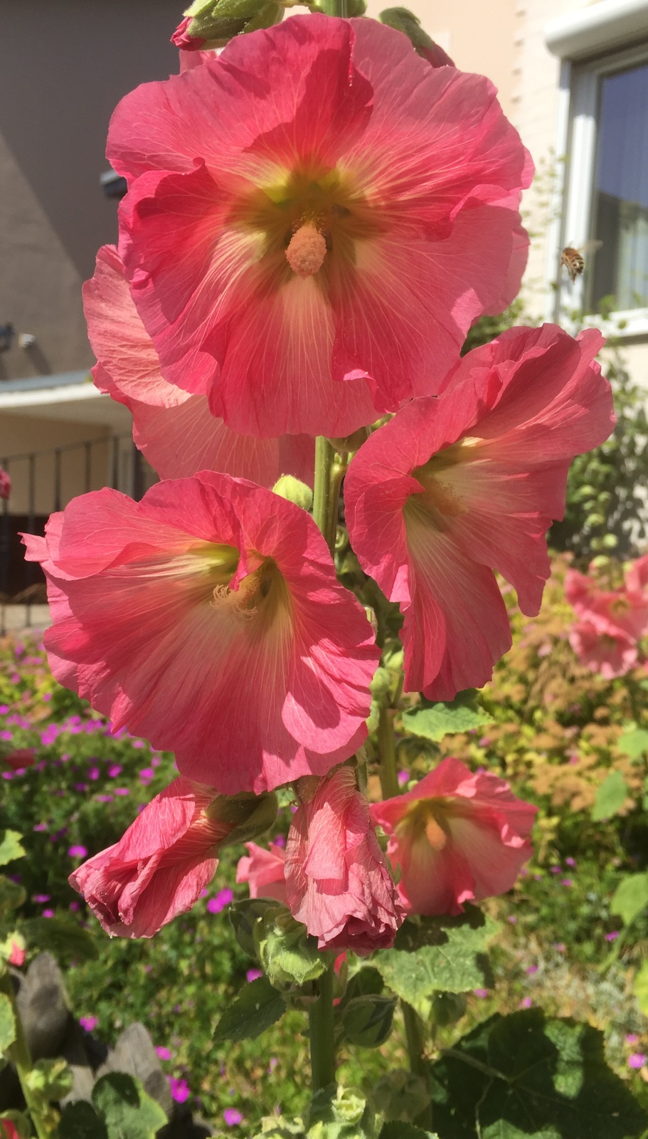 Rosafarbene Stockrosen-Blüte