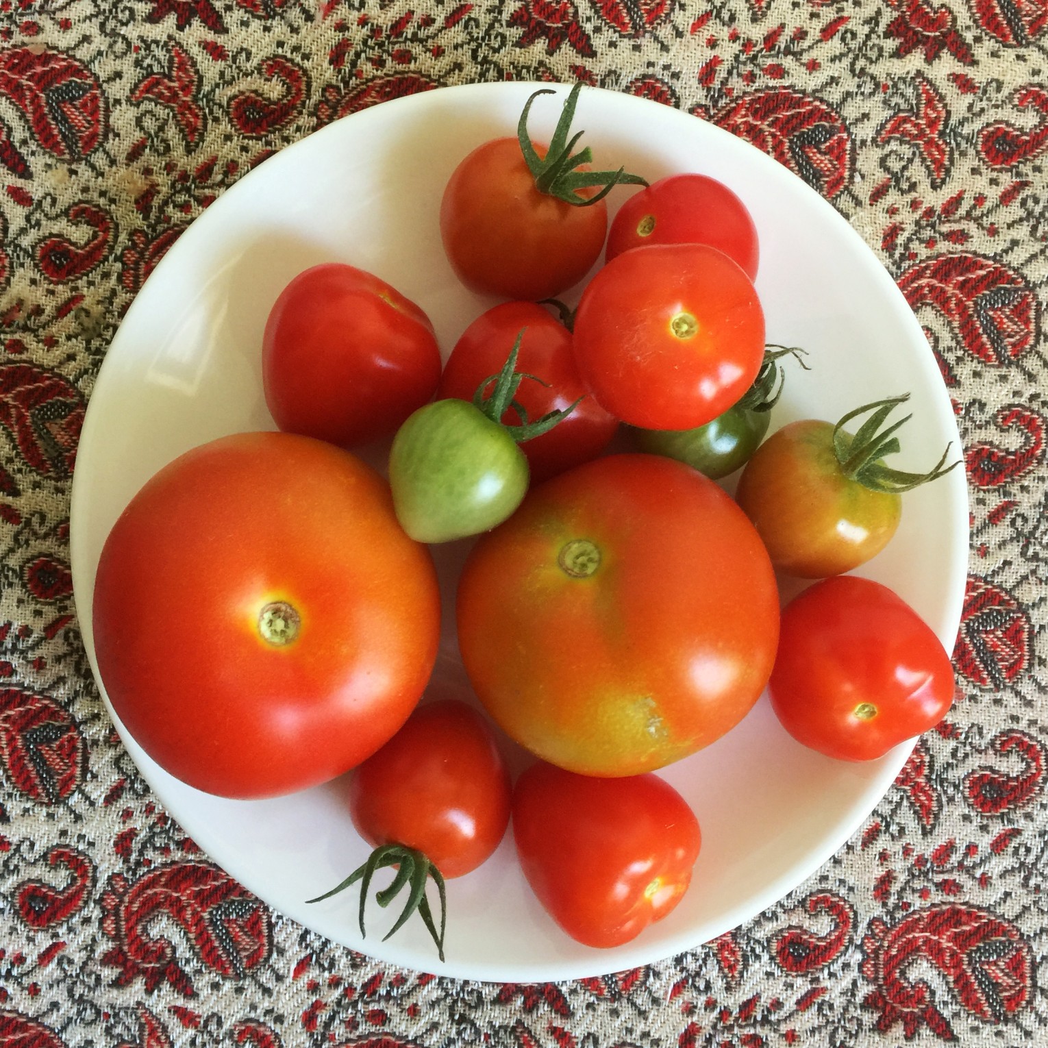 Tomaten aus dem kleinen Paradies