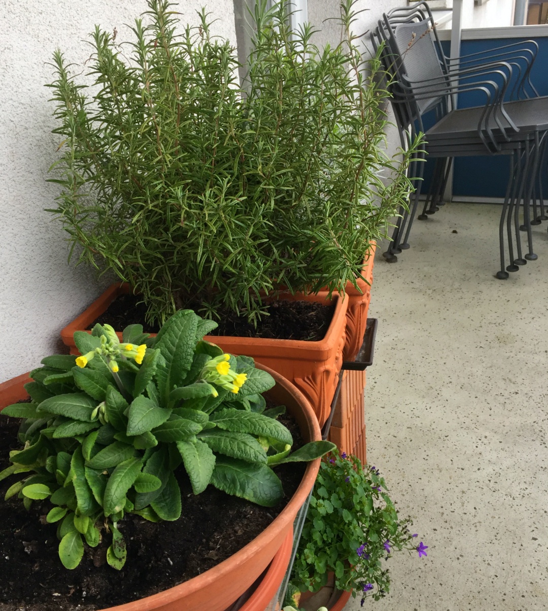 Balkon mit überwinterten Pflanzen