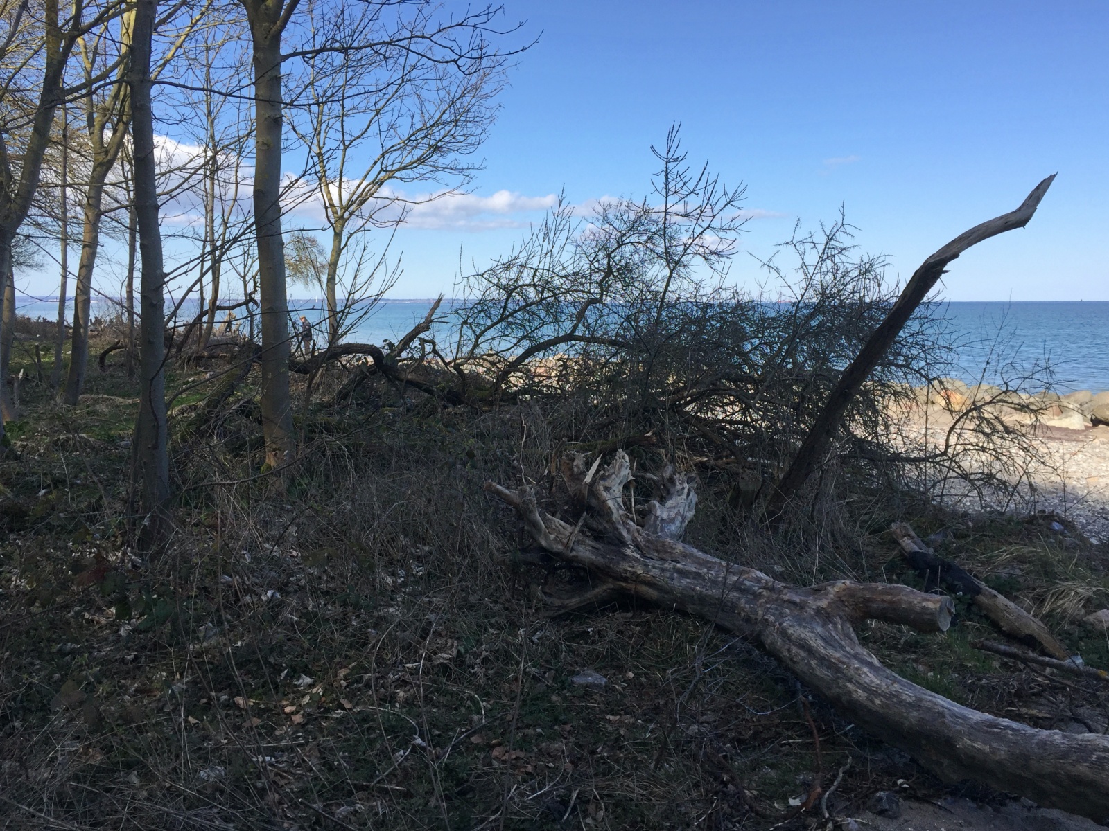 Umgestürzte Bäume am Strand