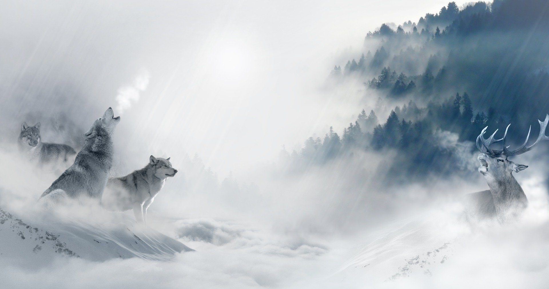 3 Wölfe im Nebel heulen einen Hirsch an