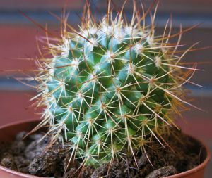 Ein runder Kaktus mit langen Stacheln