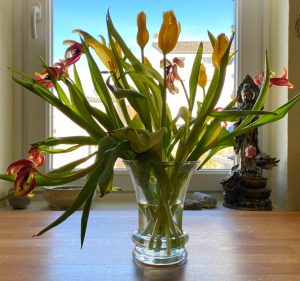 Tulpen können würdevoll welken, wie hier gelbe und rot-gelb-gestreifte in der Vase