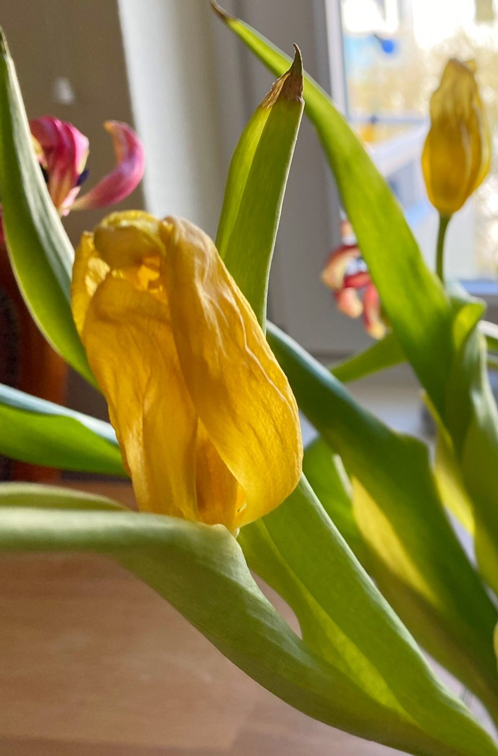 Gelbe Tulpenblüte, die wie Seidenpapier welkt