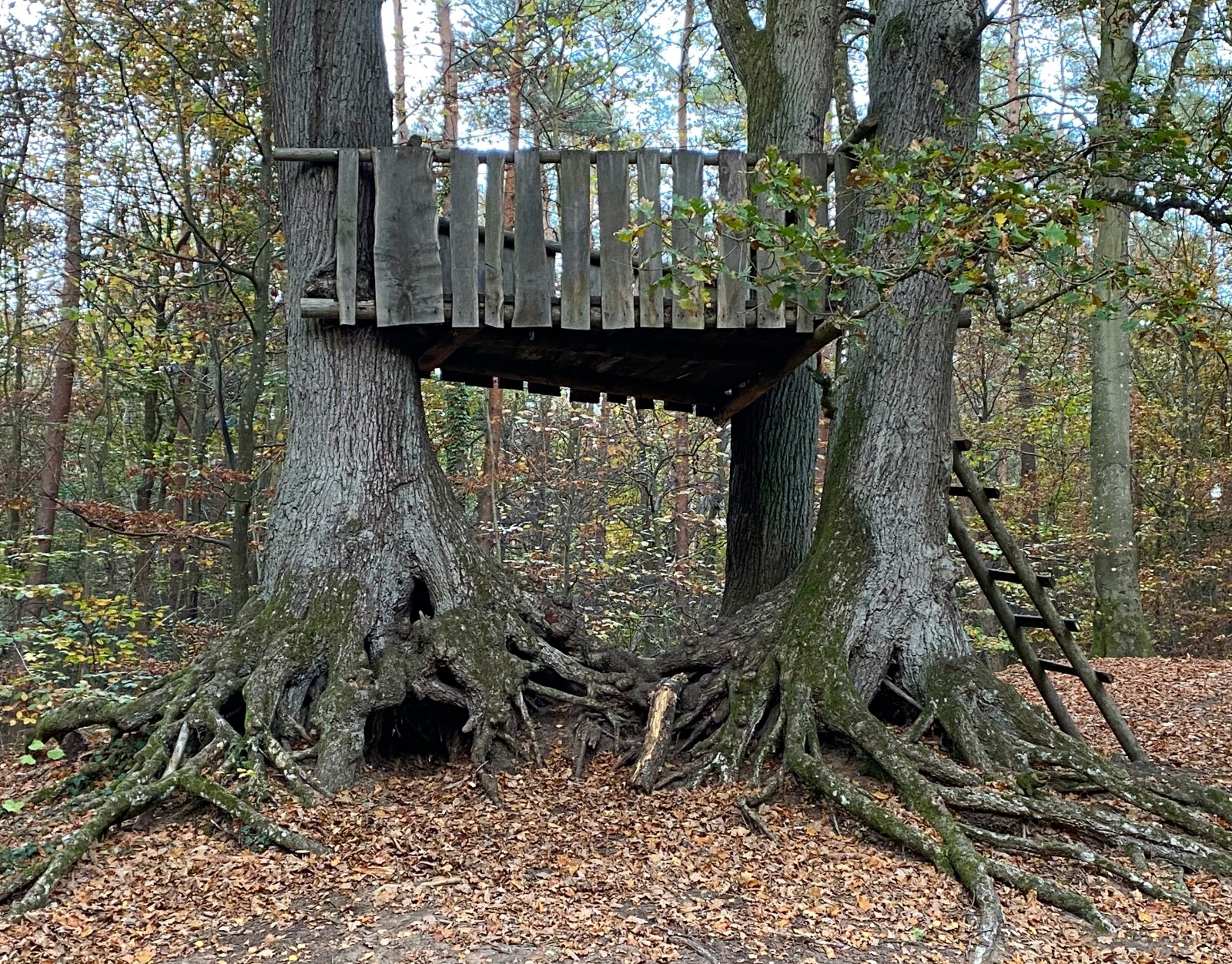 Diese heimelige Holzhütte steht im Lauerholz
