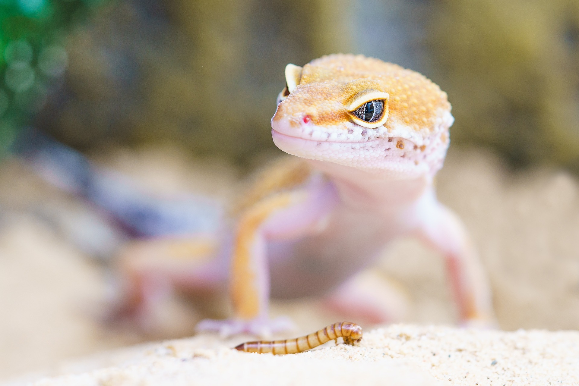 Ohrwürmer und ein Gecko mit Sand