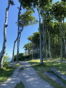 Der Gespensterwald bei Nienhagen